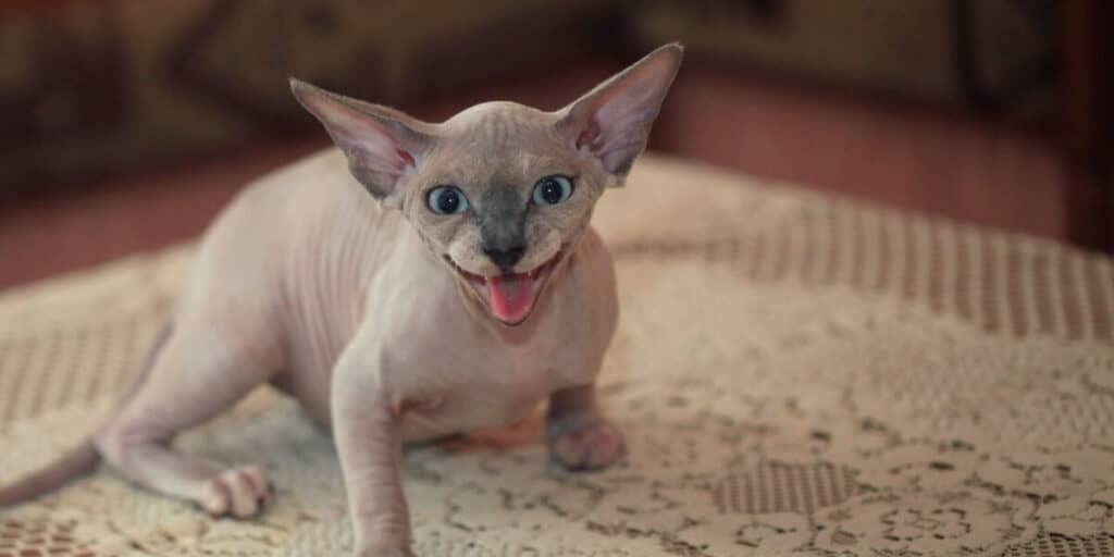 Hairless store cats breeds