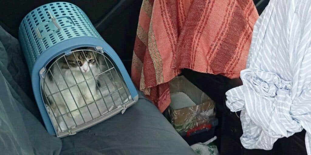 Traveling With Cats Litter Box Logistics