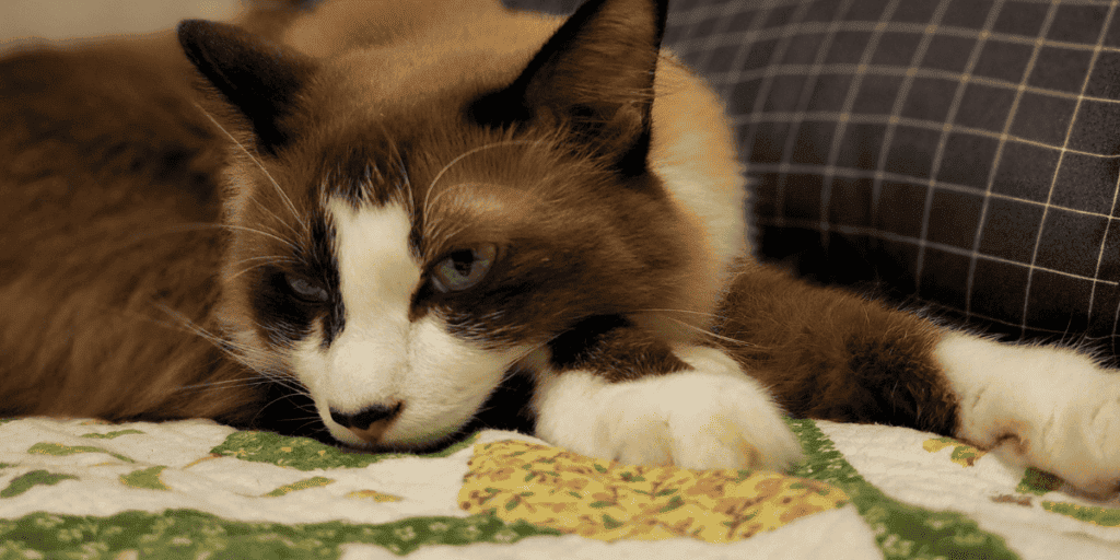 Cat with white paws top