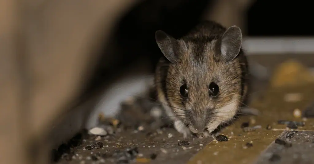 Rats et souris vermines, contrôle professionnel, désinfestation, extermination efficace, service de lutte antiparasitaire, SOS Extermination, expert en éradication de nuisibles.