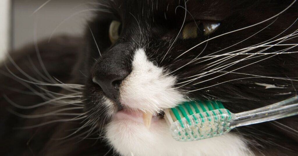 black and white cat getting his teeth brushed