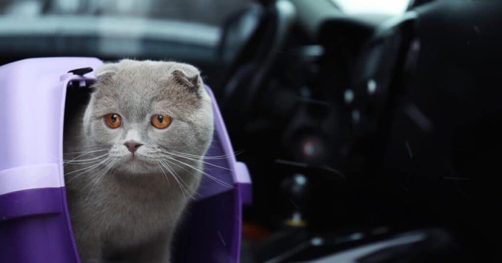 Calm cat for car ride hotsell