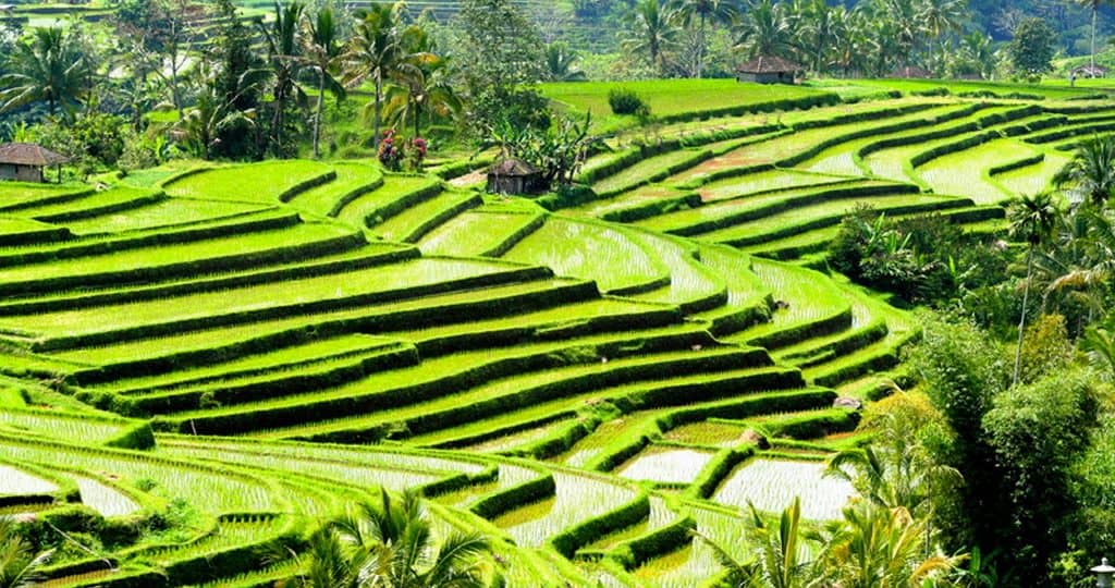 bali tour package