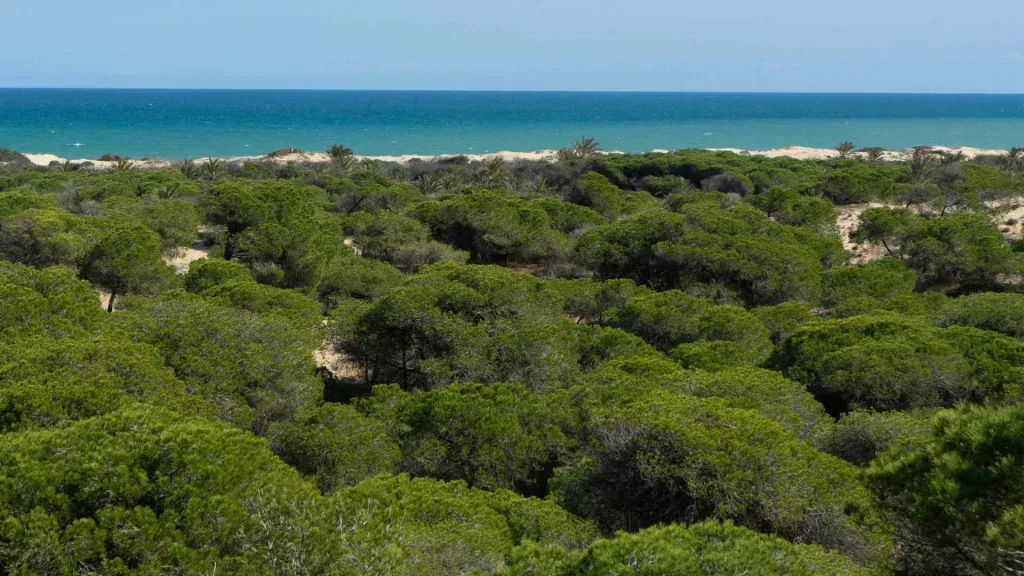 Luftaufnahme der Dünenlandschaft und Pinienwälder der Dunas von Guardamar del Segura an der spanischen Costa Blanca.