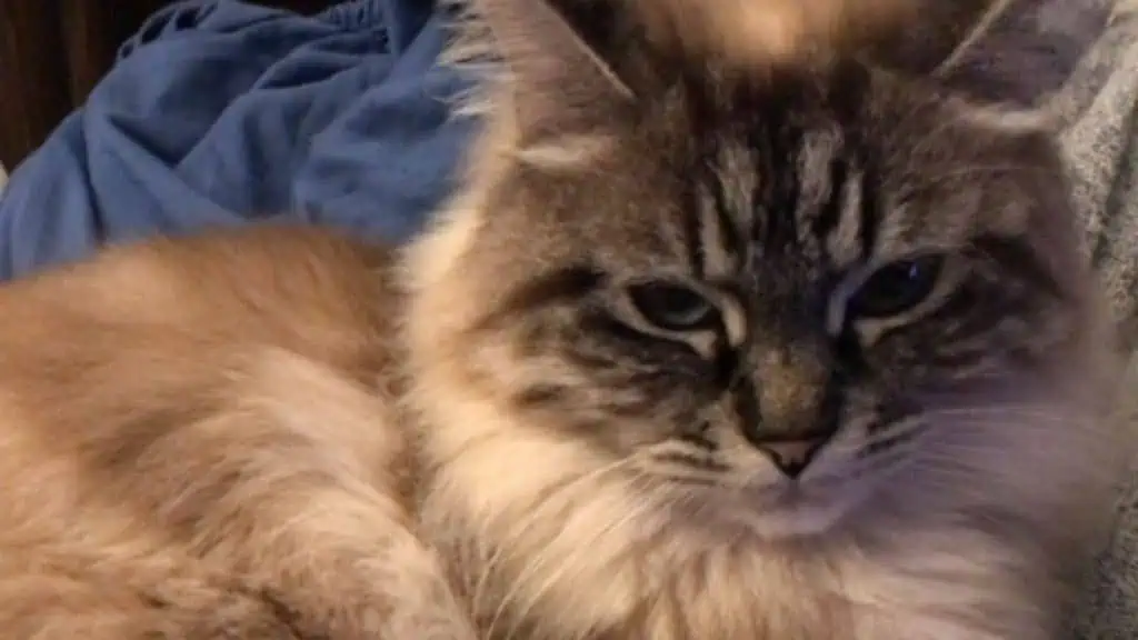 Lynx point domestic shorthair is one kind of pointed color cats