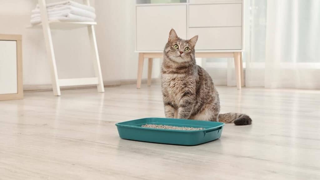 Why Cats Pee Outside the Litter Box (and What to Do About it)