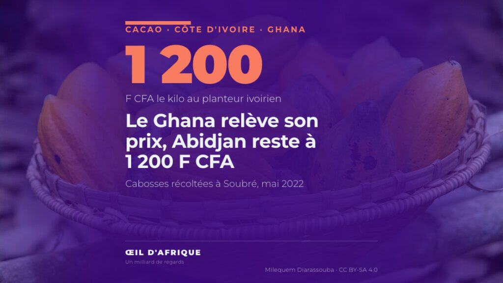 Un panier de cabosses de cacao récoltées à Soubré, dans l'ouest de la Côte d'Ivoire, où le prix du cacao est fixé à 1 200 F CFA le kilo