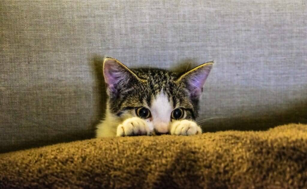 tabby and white cat peeking out to avoid the fleas