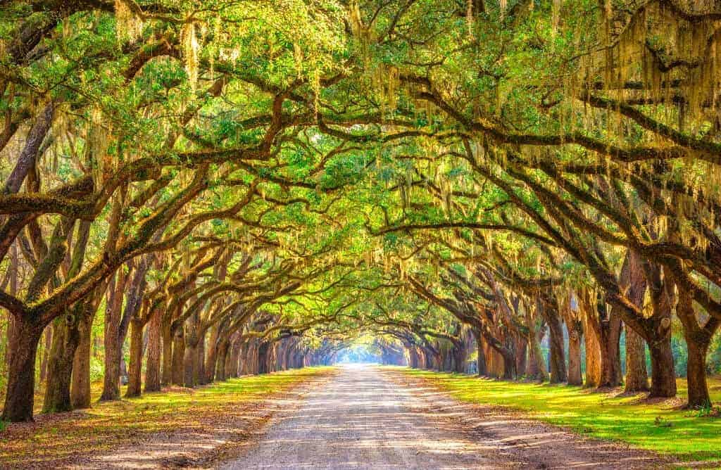 50 Best Treehouse Rentals Top 2024 Picks The Wanderlust Within