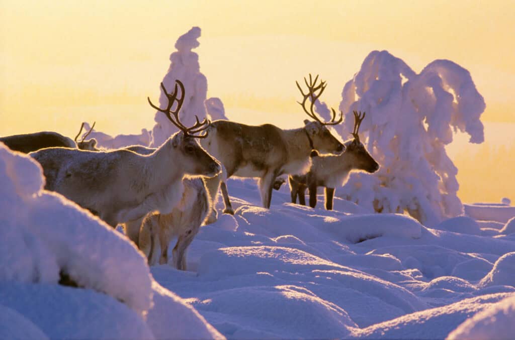 1b9319ef lapland winter reindeer snowy forest arto komulainen