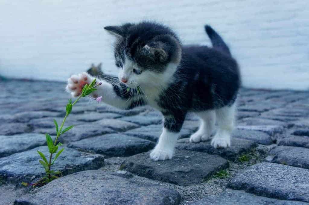 Kitten-Proofing Your Home: A Practical, Room-by-Room Safety Guide 3 black and white kitten with a flower on a cobblestone patio