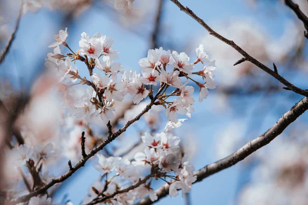 桜の花