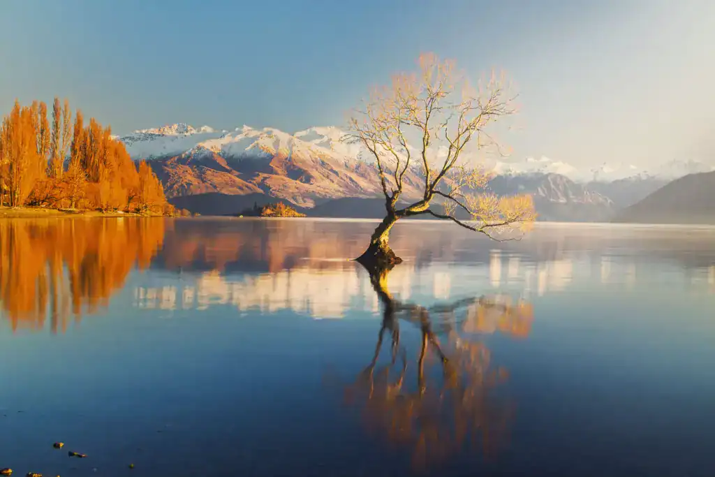 Lone willow tree in Lake Wanaka, South Island, New Zealand, with snow-capped mountains