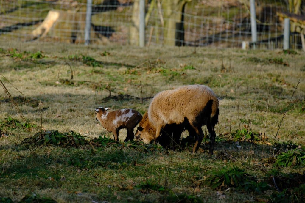 Schaafe im Wildgehege Süchtelner Höhen am Zaun