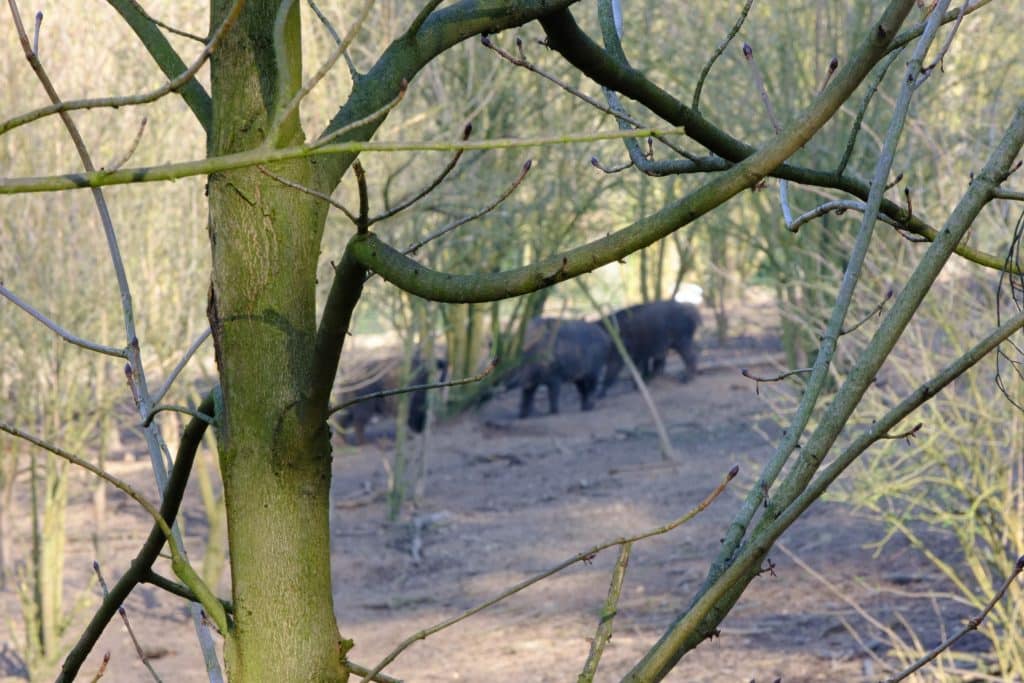 Wildschweine mit Frischlingen im Gehege Süchtelner Höhen