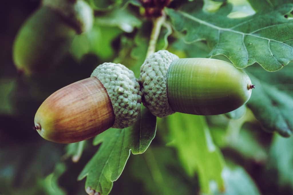 Simple Pleasures of September