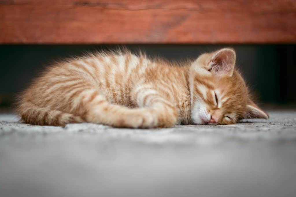 Red kitten sleeping on the tile floor to keep cool