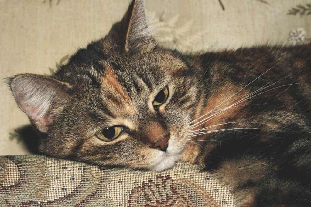Torbie Cat|Help Friend Grieve Pet Death
