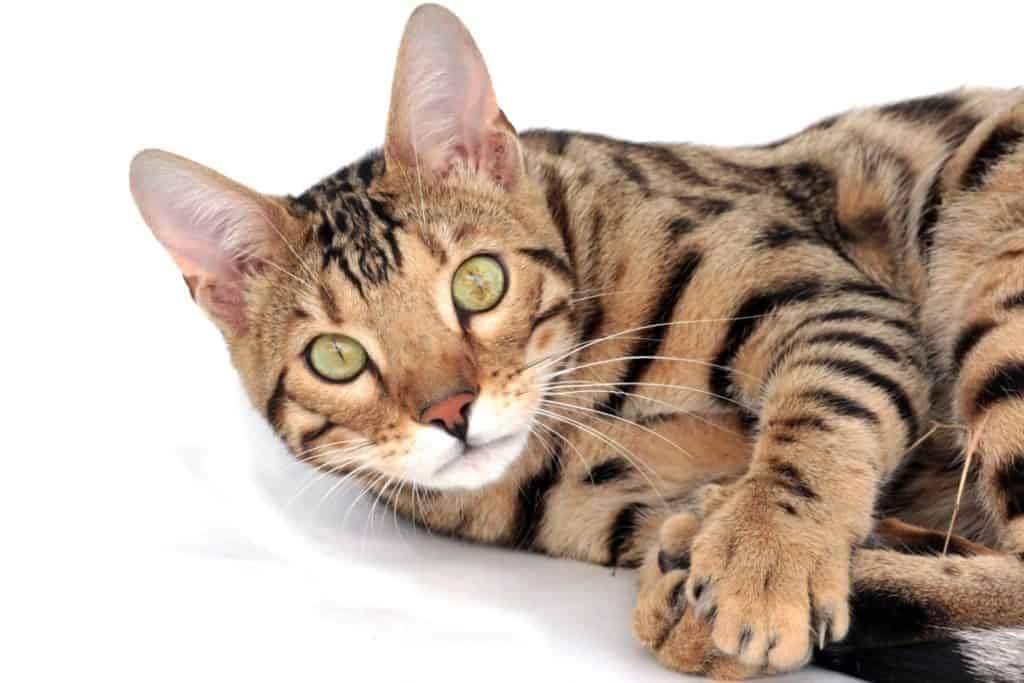 Banning Bengals? Hybrid Cats and Breed Specific Legislation - Life & Cats