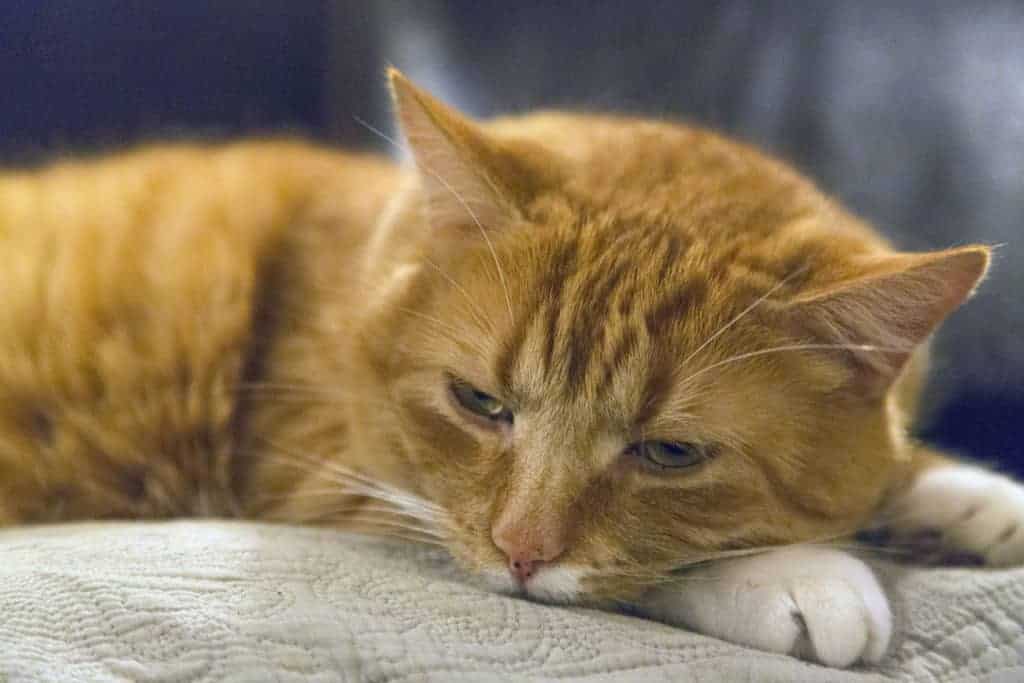Red Tabby Cat|Memorials ease Pet Loss
