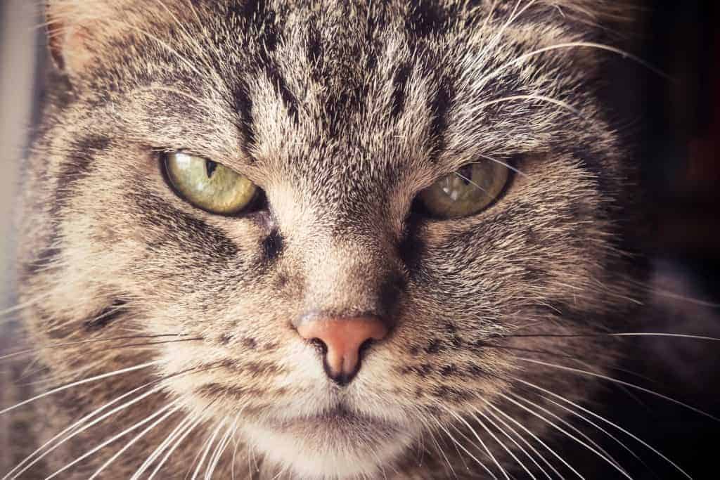 close up of grey tabby cat with green eyes