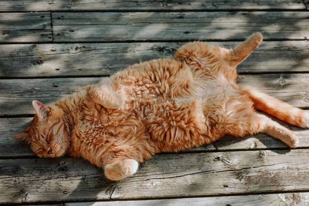 red cat laying on his back