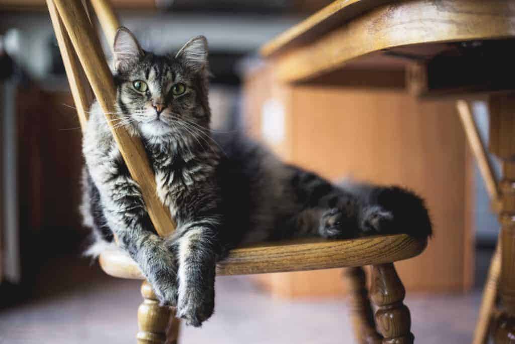 Brown tabby sitting in a chair