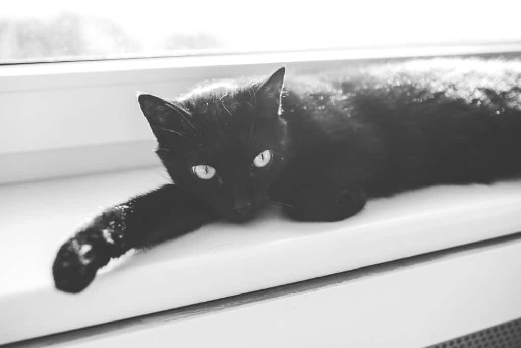 Black cat lying on a bench