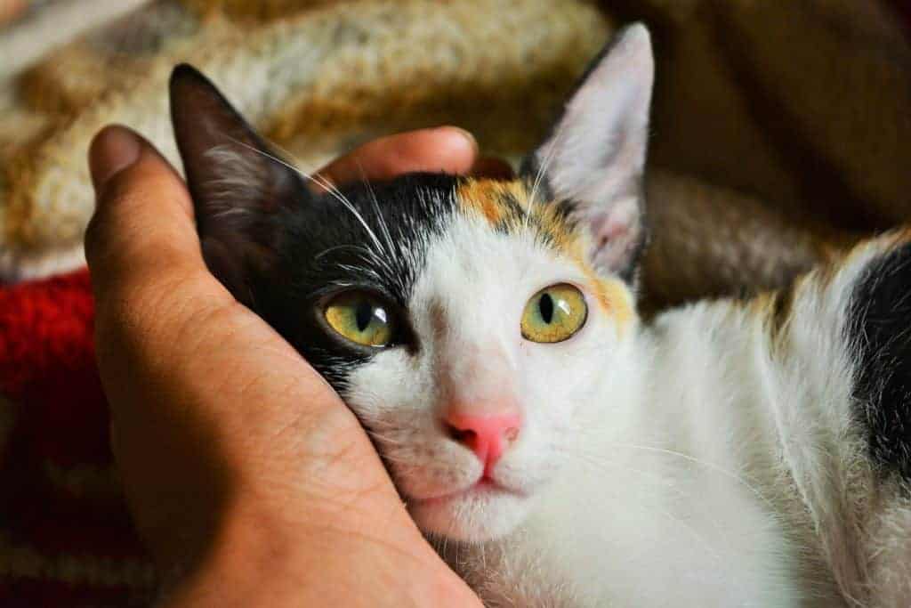 calico cat cuddling with human
