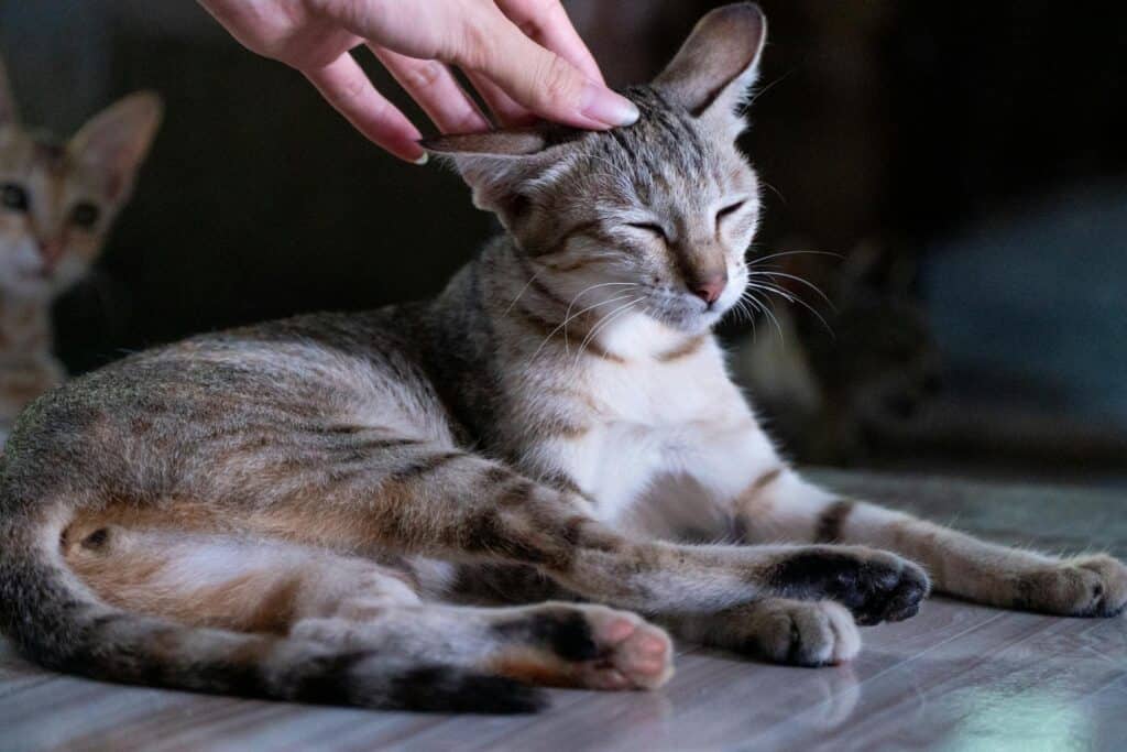 Close-up of a relaxed cat being petted by a human hand indoors.