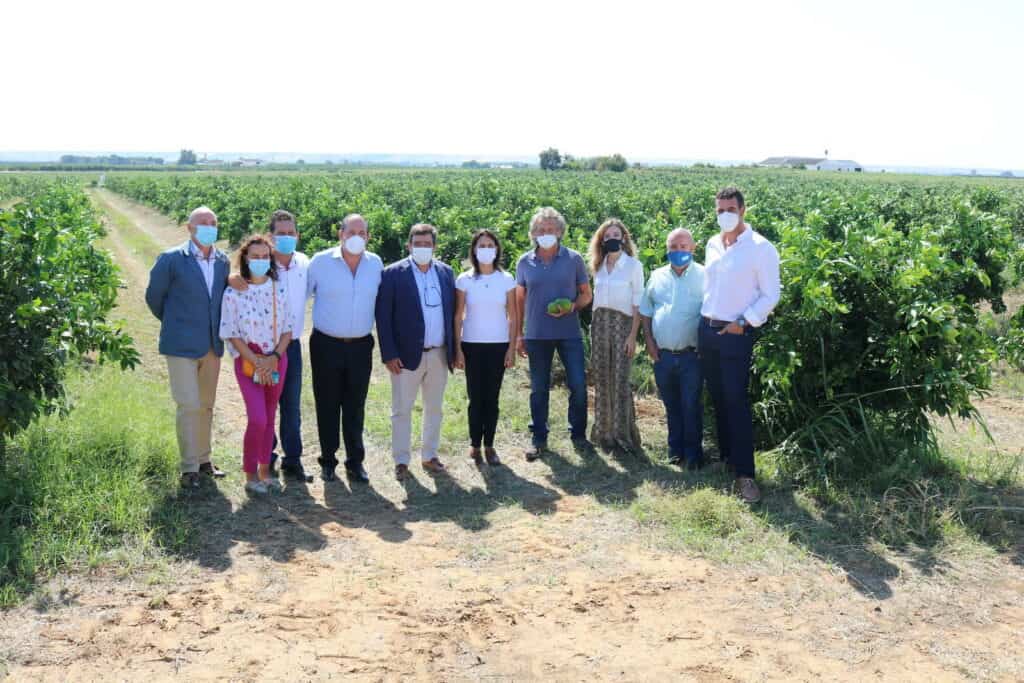 Lora del Río - LoradelRio.NeT - Andalucía producirá más de 2,4 millones de toneladas de cítricos en la campaña 2021-22 aforocitricos1