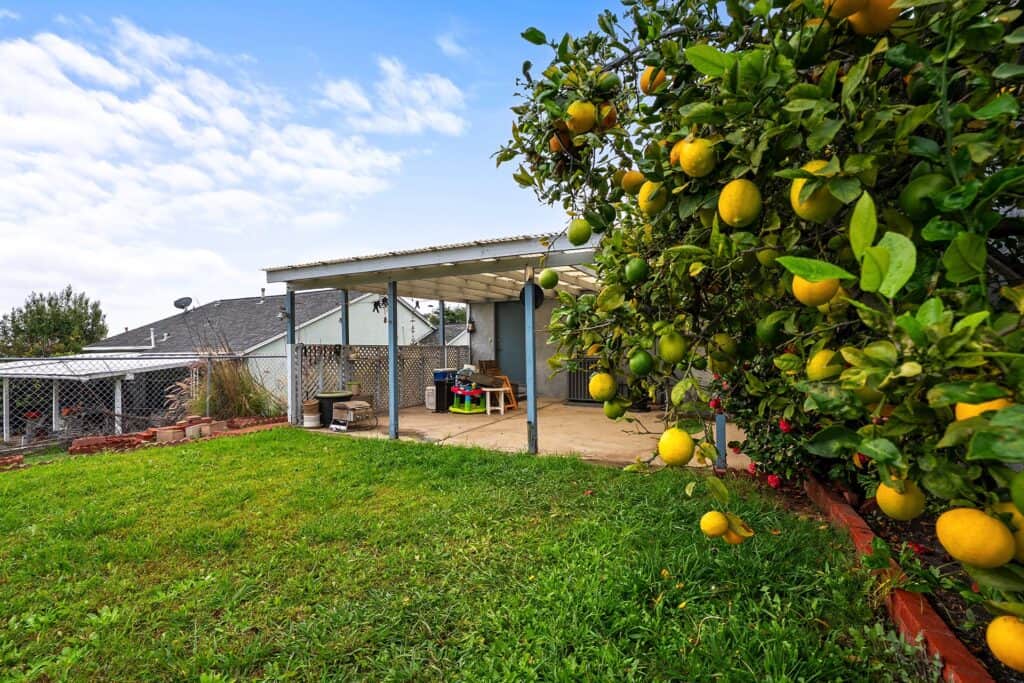 Lush lemon tree and backyard greenery at 1751 39th St, showcasing a private outdoor space in a quiet San Diego neighborhood