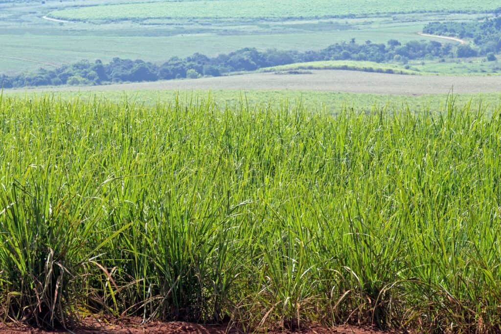 Biomass
Brazil
Sugarcane