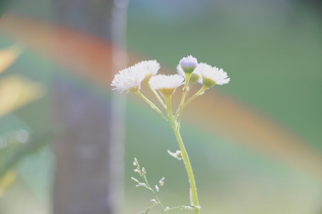 KONICA HEXANON AR 135mm F3.2のReview作例 ヘキサノンARの銘玉