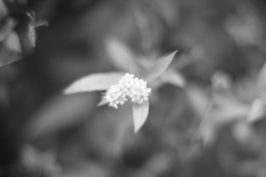 DSC07578-4.jpg