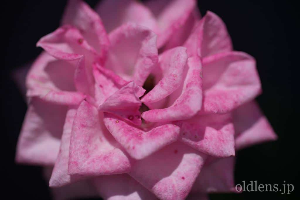 レンズ(単焦点) TAMRON SP 90mm F2.5 Tamron 90mm F2.5［Model 52B］を徹底解説。作例から中古相場