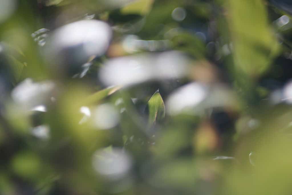 渾身のボケHANIMEX AUTOMATIC 135mm F2.8人気の単焦点 渾身のボケHANIMEX AUTOMATIC 135mm F2.8人気の単焦点