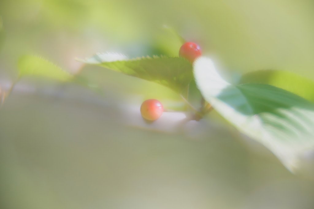★銘玉smc PENTAX SOFT 85mm 1：2.2ソフトフォーカス ☆smc PENTAX SOFT 85mm 1：2.2 銘玉 ソフトフォーカス smc