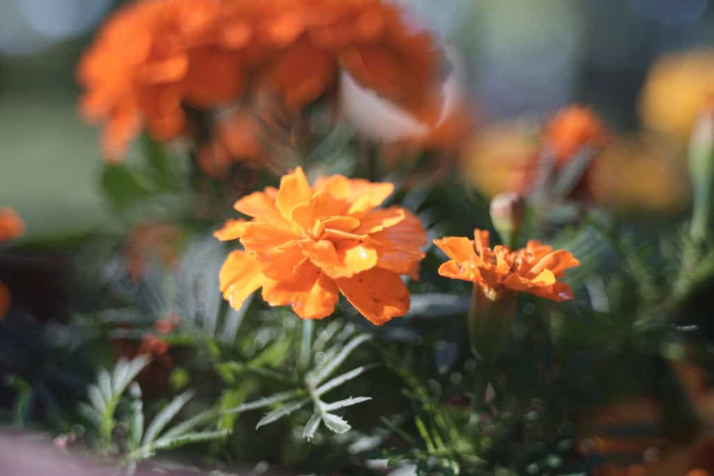 Fujinon 55mm f2.2 review作例 M42マウント バブルボケが出る
