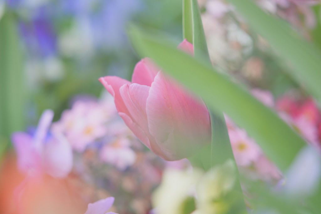 超激レアOLYMPUS M42マウント200mm F4オールドレンズ 超激レアOLYMPUS M42マウント200mm F4オールドレンズ