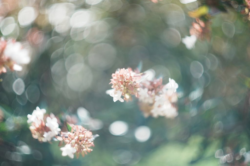 作例あり ライカ Leica Summarit 50mm f1.5 Leica Summarit 50mm f1.5 レビュー作例 ライカズマリット クセ