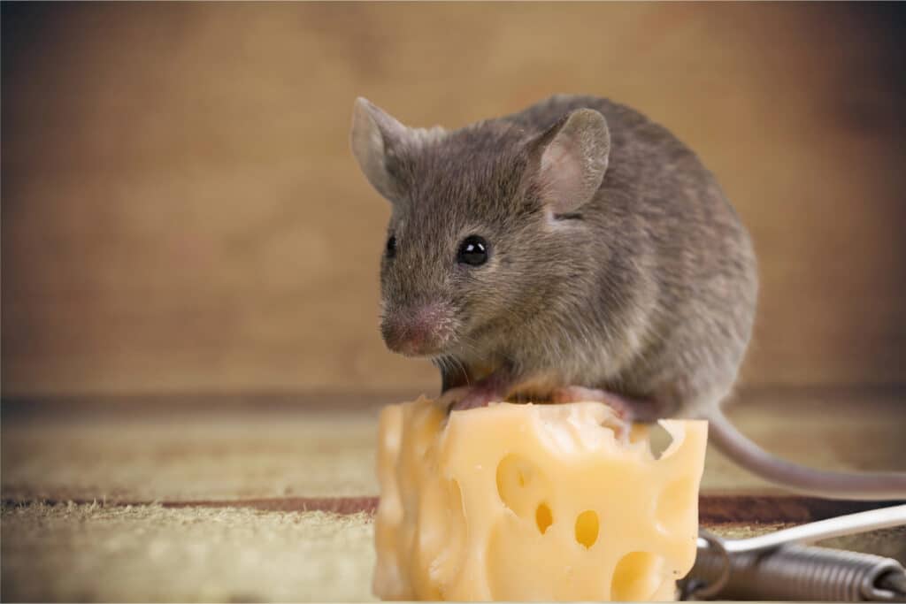 Mutant de souris en train de manger du fromage, concept de lutte contre les nuisibles, extermination de souris, contrôle des rongeurs, service professionnel de dératisation SOS Extermination.