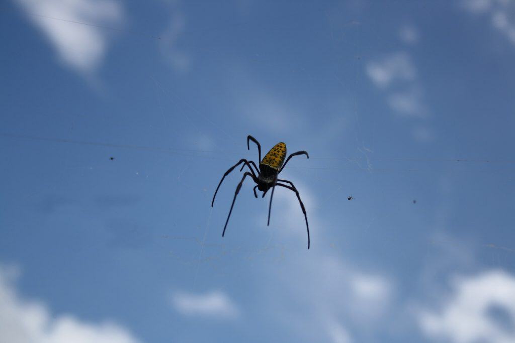 Araña en telaraña