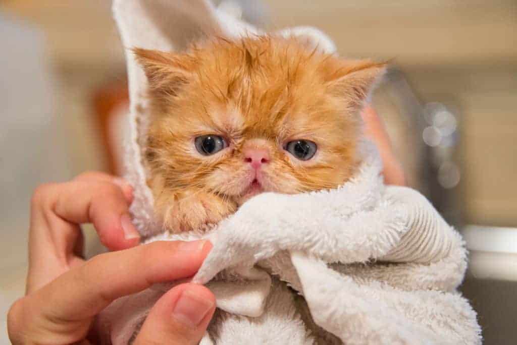 wet red persian kitten being groomed at home