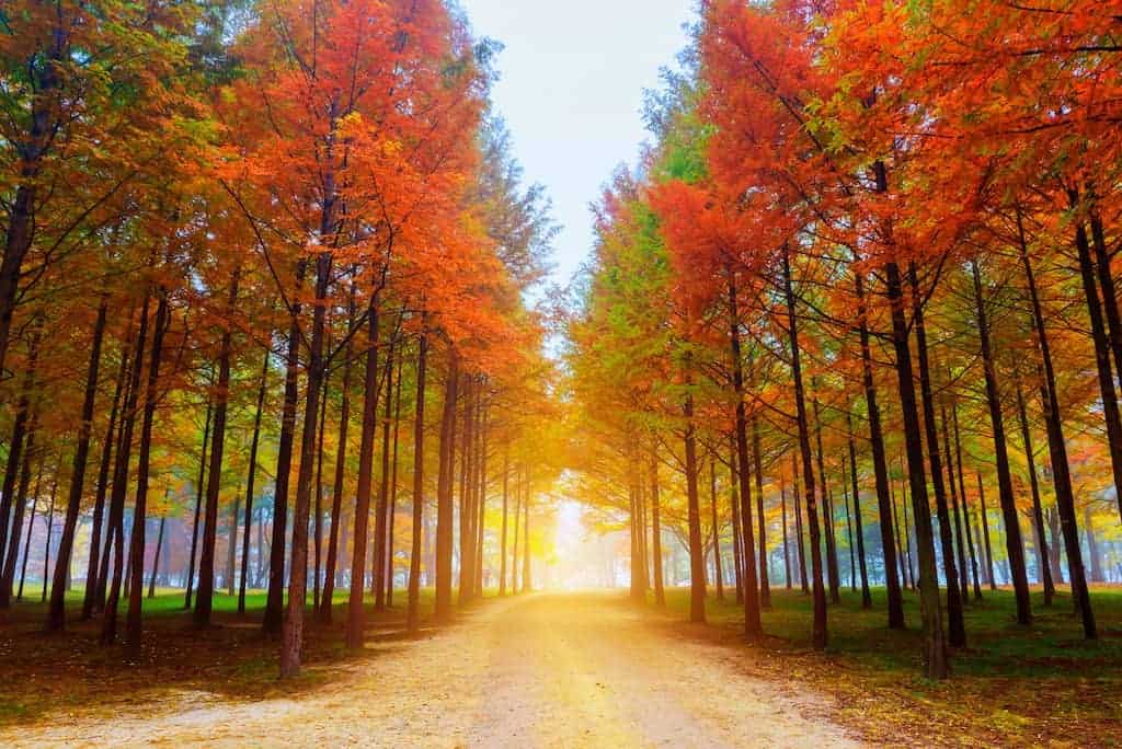 26 Beautiful Islands in Asia to Add to Your Bucket List 2024 20 a park in Korea with tall orange red green leaves on the floor and tall trees in autumn at Nami island in Korea one of the beautiful islands in asia