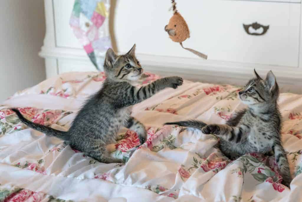 How to Choose the Right Kitten for Your Family (A Practical, Feel-Good Guide) 4 pair of kittens playing
