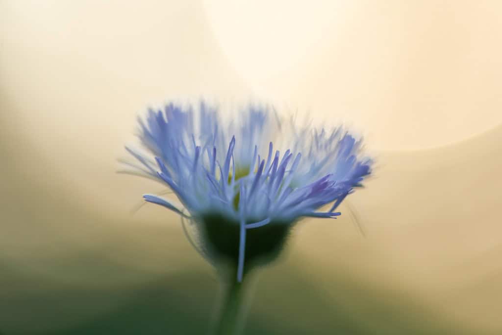 TAMRON SP 90mm F2.8 Di MACRO 272E レンズ Tamron Sp 90Mm F2.8 Di Macro 272E Lens | eBay