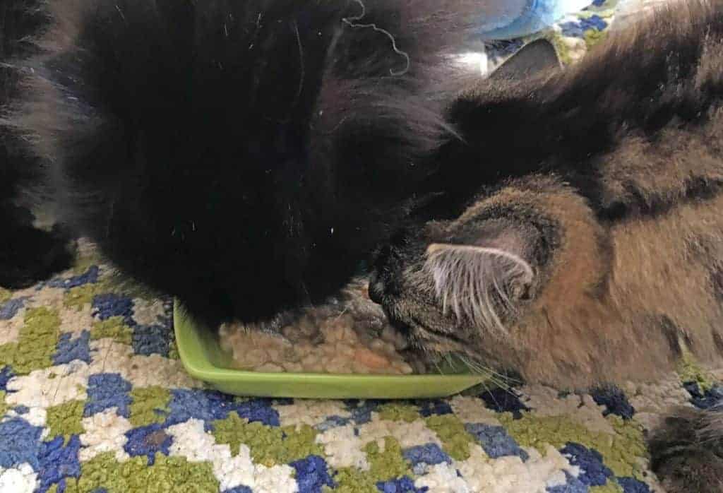 two cat faces eating in tiny bowl