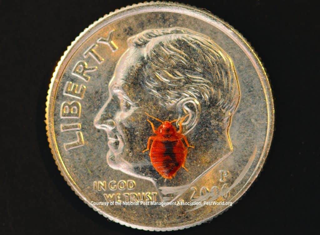 bed bugs