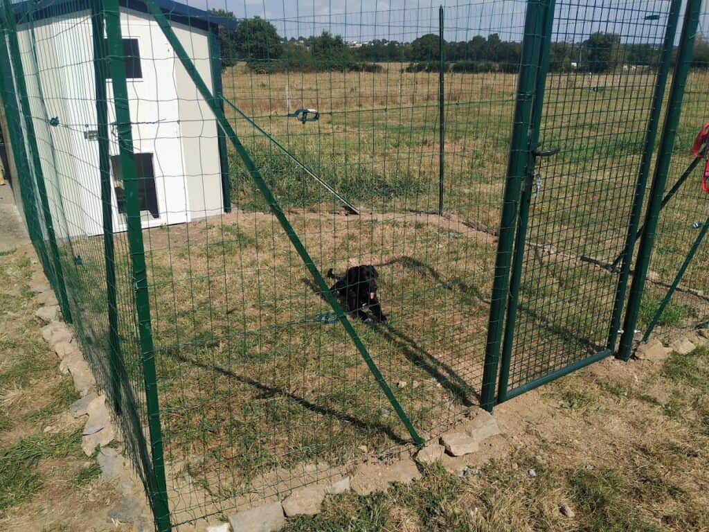 Sila à la pension canine entre Candé et Saint Mars La Jaille, près d'Ancenis et Chateaubriant